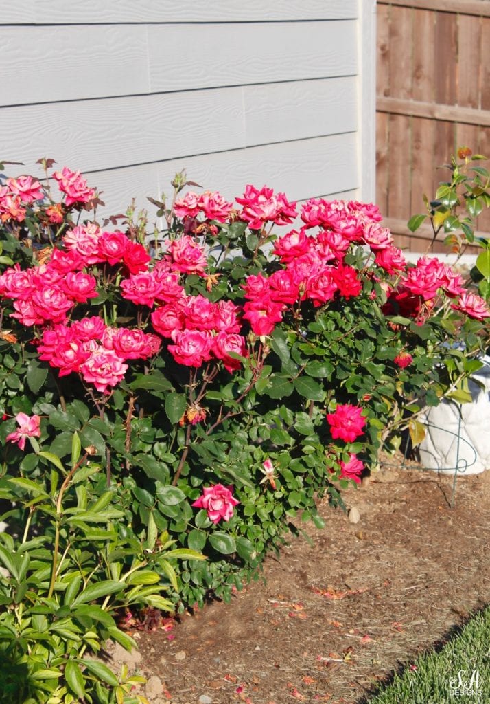 hot pink rose bush, pacific northwest gardening landscaping