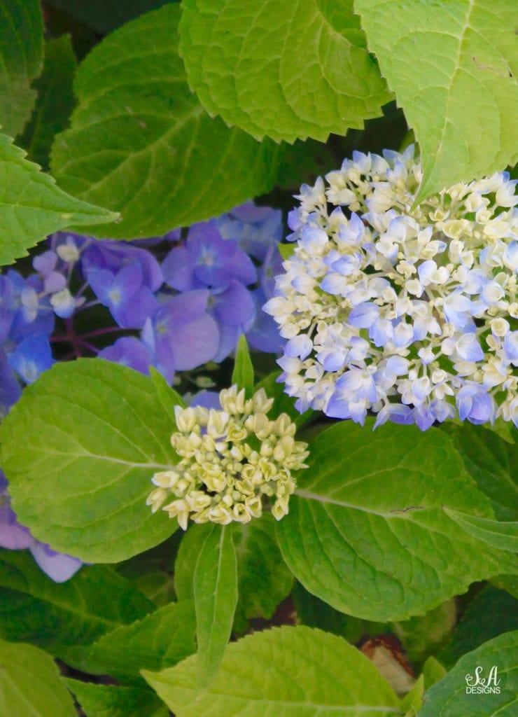 blue purple hydrangeas, pacific northwest washington gardening