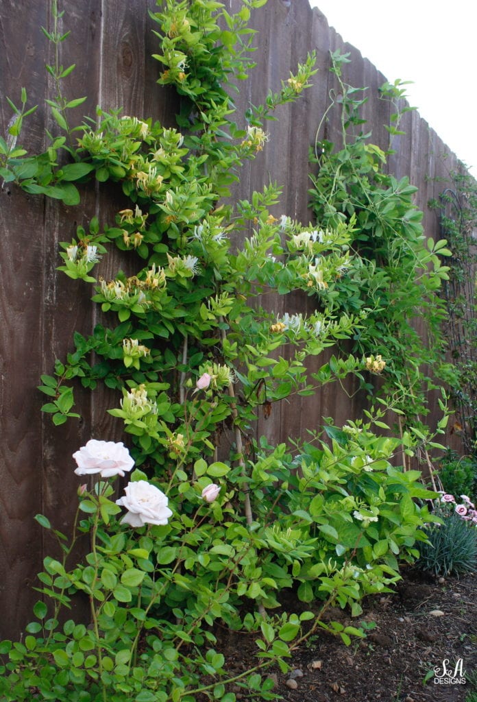 pacific northwest gardening, honeysuckle