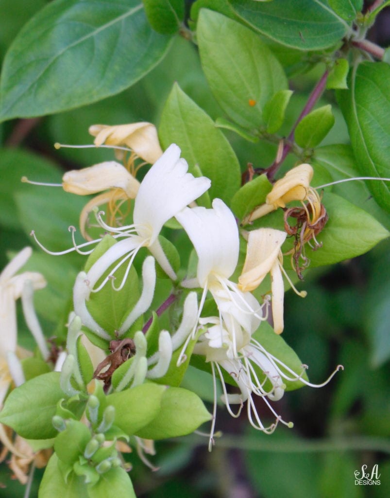 japanese honeysuckle