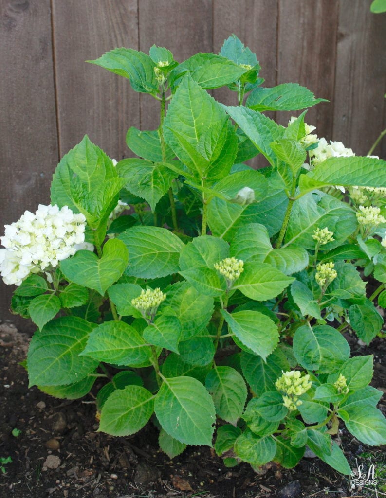 pacific northwest gardening hydgrangeas