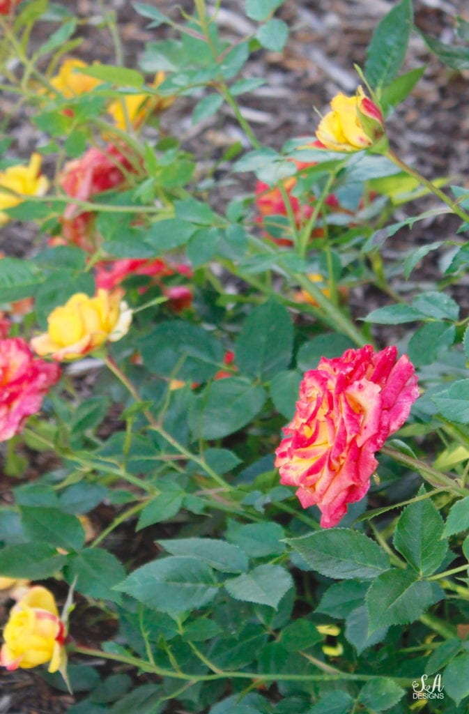 tropical punch roses, pacific northwest gardening