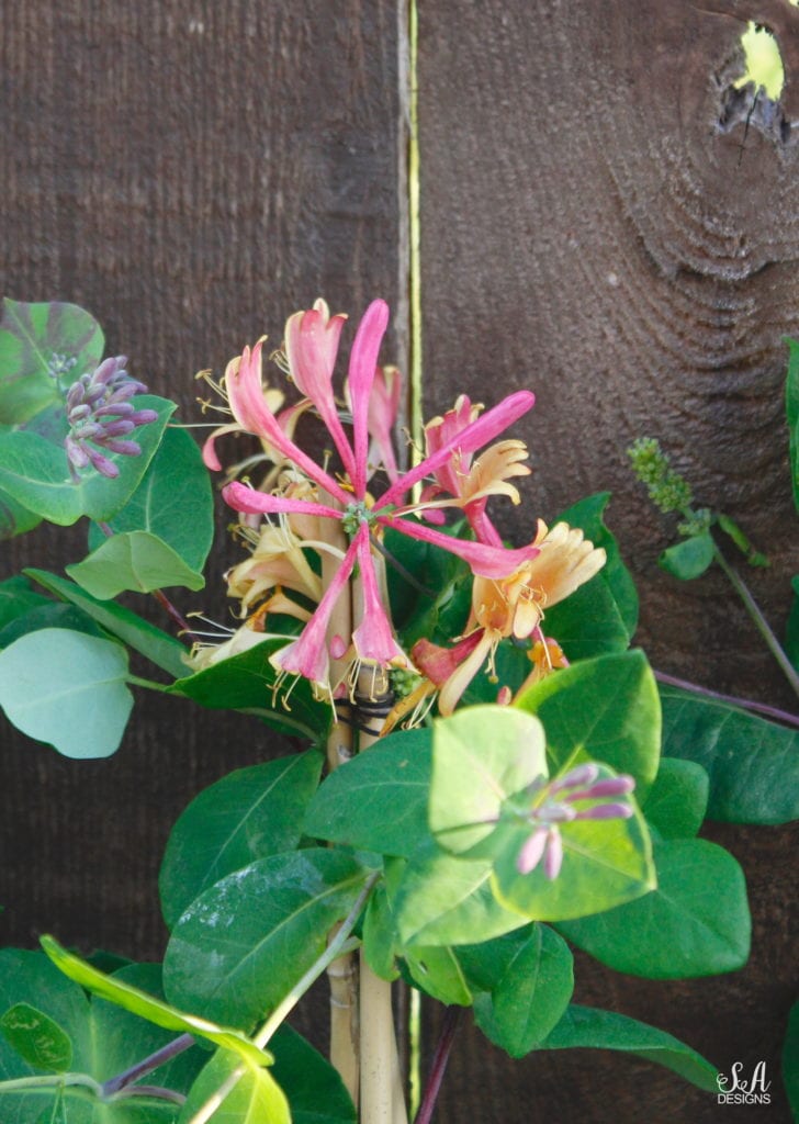 honeysuckle