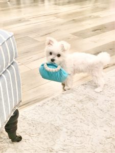 designer inspired girl puppy dog chew toys, zippy paws, haute diggity dog fashion hound collection, barkbox, amazon dog chew toys plush, chewy vuiton Vuitton, puppy chewnel, sniffany & co, pawbags, jimmy chew