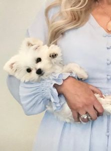 purebred maltese girl puppy