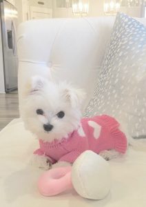 vanderpump pets, diamond ring plush pet toy, toy maltese puppy, puppy in pink sweater, amazon chew toys, posh pet accessories for puppies